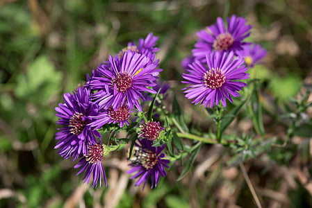 purple petaled flower thumbnail