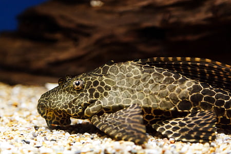black and brown suckermouth fish thumbnail