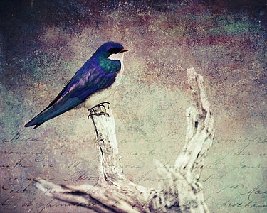 blue and white bird on branch thumbnail