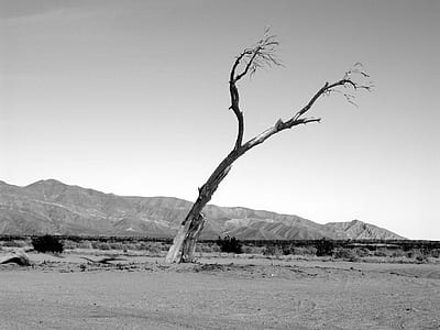 grascale photo of bare tree thumbnail