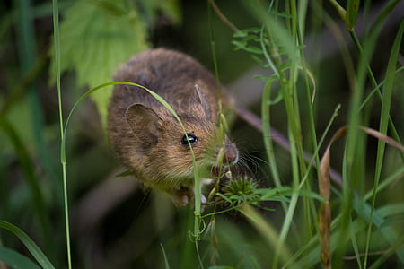 brown rat eating grass thumbnail