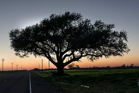 silhouette of tree during sunset thumbnail