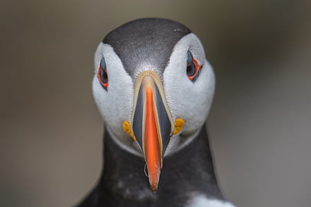 white, gray, and orange puffin close-up photography thumbnail