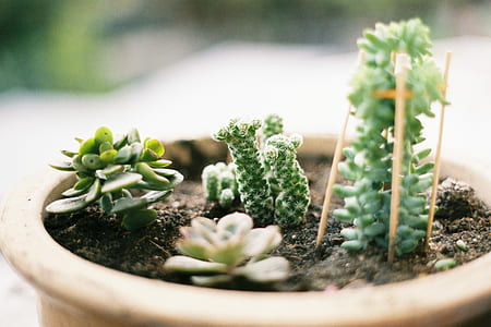 green succulent plant thumbnail