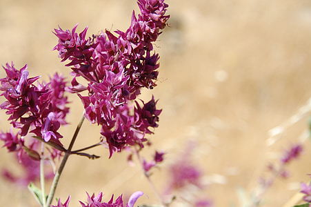 close-up photography of purple petaled flowers thumbnail