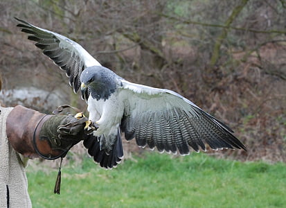 gray and white eagle thumbnail