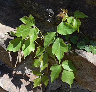 Poison Ivy On Stone Wall, Plant thumbnail