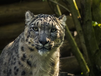 focused photo of brown and black leopard thumbnail