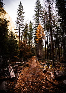 Pathway Surrounded by Logs thumbnail