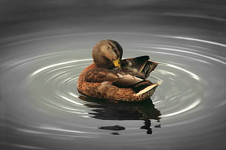 Mallard duck on body of water thumbnail