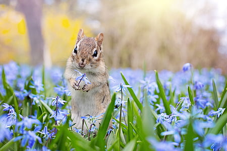 squirrel with blue petaled flowers thumbnail
