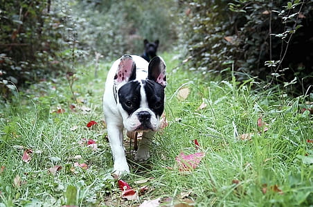 black and white French bulldog walking across grass field thumbnail