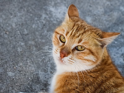selective focus photography of orange tabby cat thumbnail
