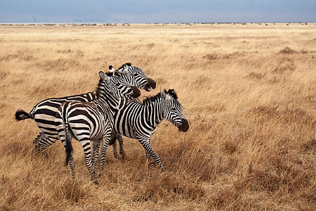 three zebra standing on brown grasses during daytime thumbnail