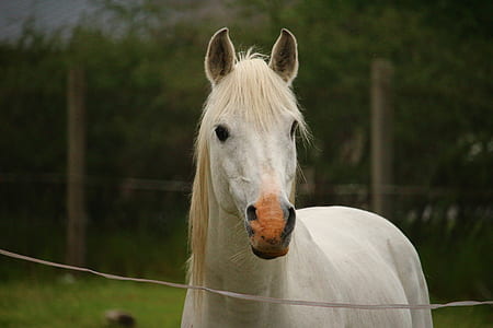portrait of white horse thumbnail