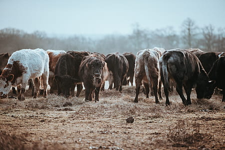herd of cattle grazing on grass thumbnail