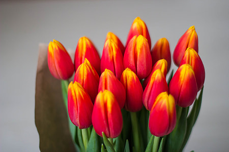 bunch of red tulips thumbnail
