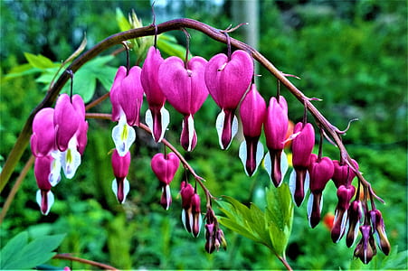 selective focus photography of pink bleeding heart flowers thumbnail
