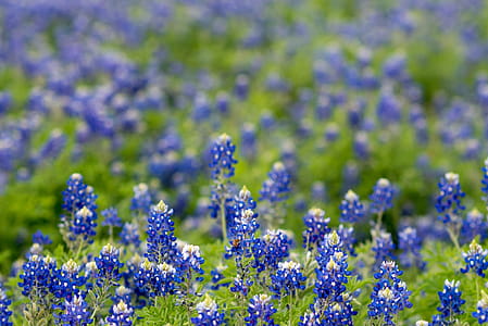 Field of Texas Bluebonnet thumbnail