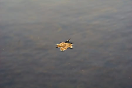 dried maple leaf on body of wayer thumbnail