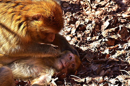 brown monkey thumbnail