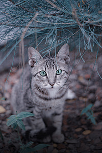 grey and black cat underneath pine tree thumbnail