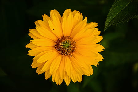 Blooming Sunflower Near Green Leaf Plant at Daytime thumbnail