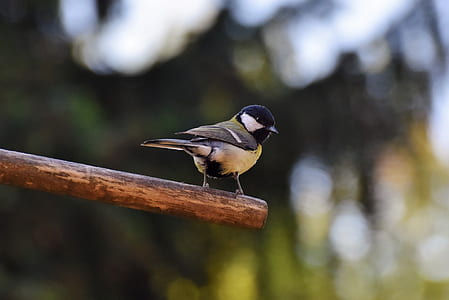 selective focus photography of green tit perching on stick thumbnail