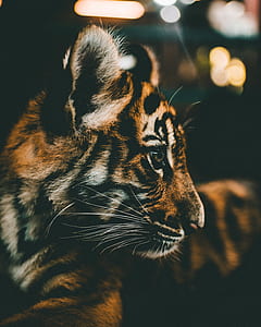 black and brown tiger cub thumbnail