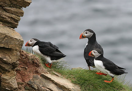 three Atlantic puffins thumbnail