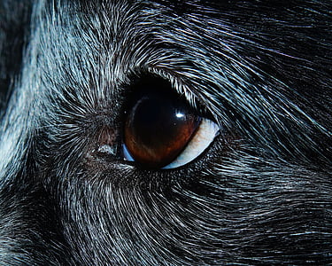 shallow photography of animal's eye thumbnail