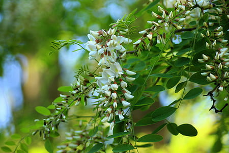 white vine flowers at daytime thumbnail