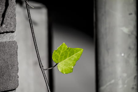 selective color photography of green leaf thumbnail