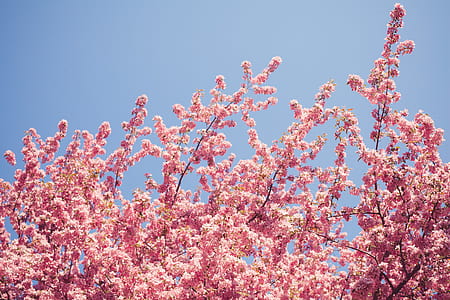 cherry blossom tree thumbnail
