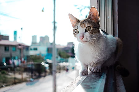 white and orange tabby cat sitting on window thumbnail