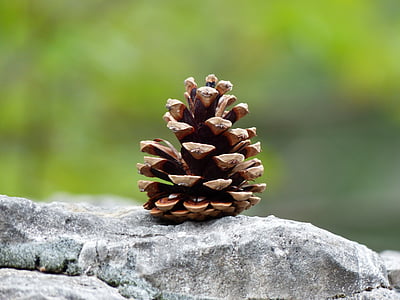 selective focus photo of a pine cone thumbnail