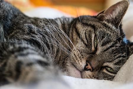 silver tabby cat lying on white textile thumbnail