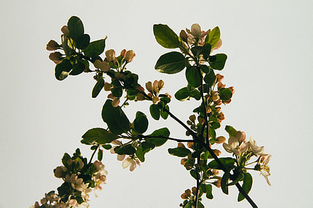 green-leafed plant with yellow flowers thumbnail