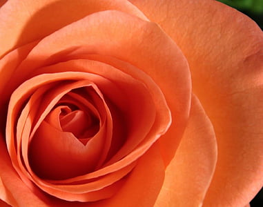 orange rose thumbnail