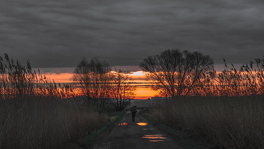 silhouette of trees under cloudy sky thumbnail