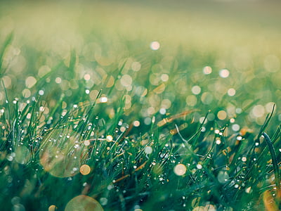 selective focus photography of green grass with droplets of water thumbnail
