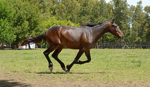 brown horse running on green grass field during daytime thumbnail