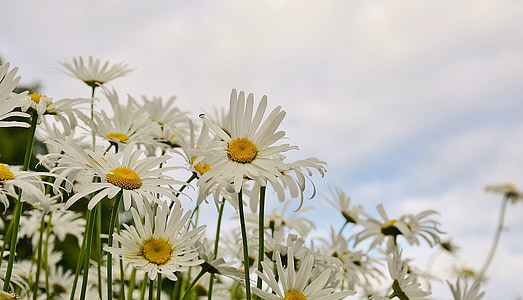 field of white daisy flowers thumbnail