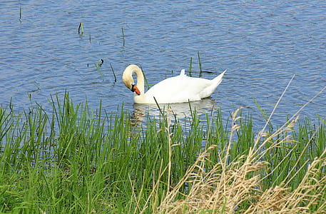 white swan on body of water thumbnail