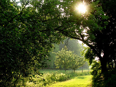 green leaf trees at daytime thumbnail