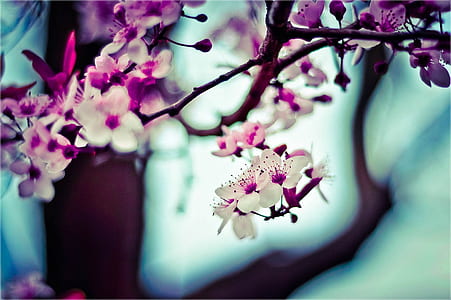 white and purple petaled flowers thumbnail