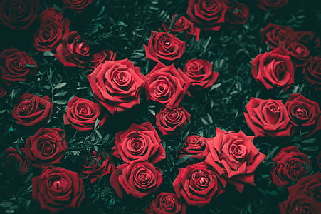 red rose bouquet in bloom thumbnail
