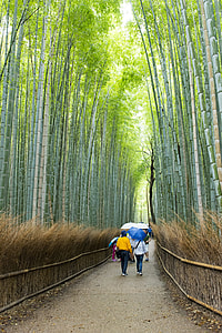 Arashiyama Bamboo Grove, Bamboo thumbnail