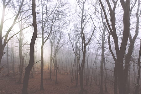 Bare Tree Photo thumbnail