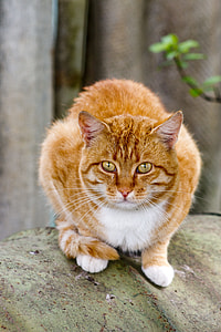 orange tabby cat standing green textile near green leaf plant thumbnail